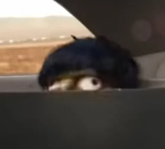Avatar of Murdoc Niccals 
