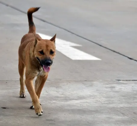 Avatar of Street Dog Life