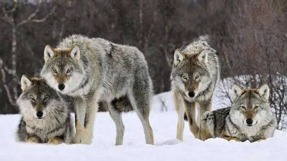 Avatar of Wolf RPG