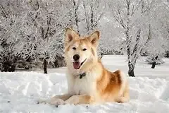 Avatar of octopus dog