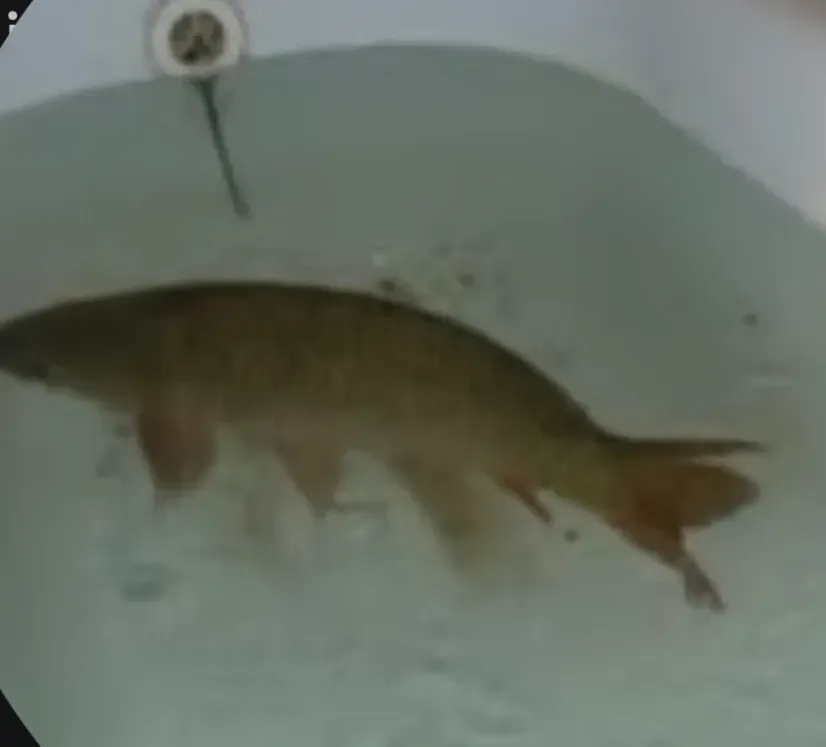 Avatar of A carp in a bathub