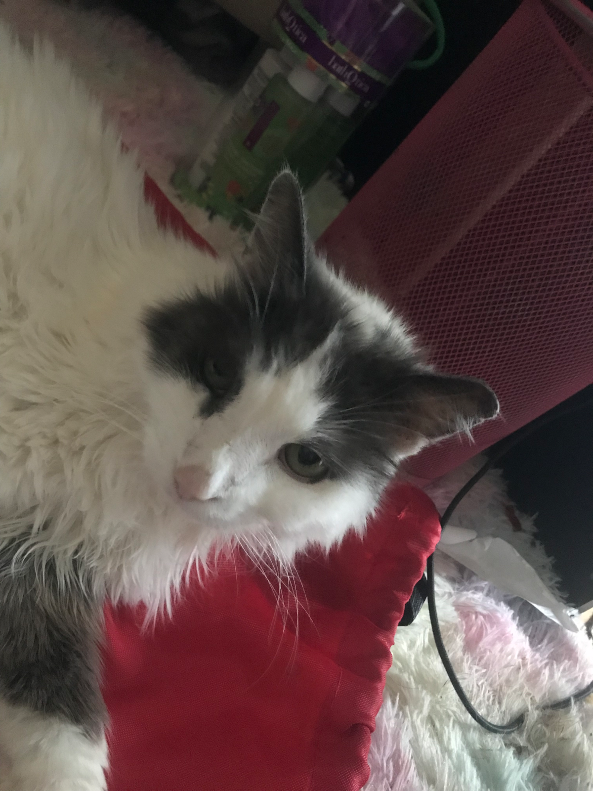 Avatar of My ugly ass cat