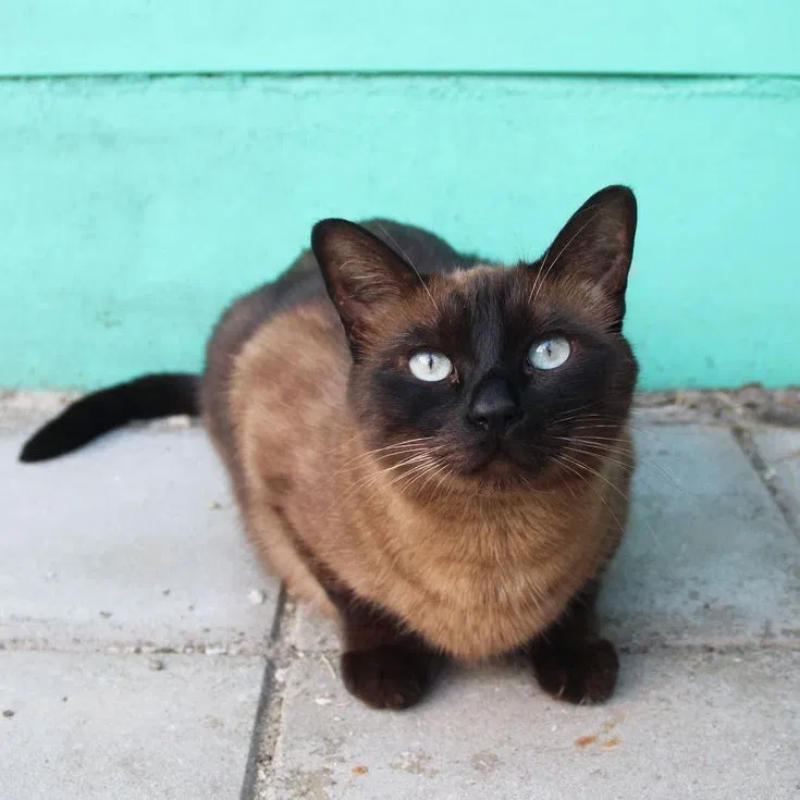 Avatar of Bean