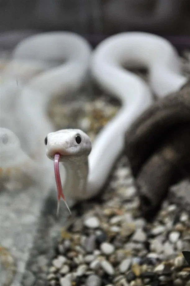 Avatar of The white snake