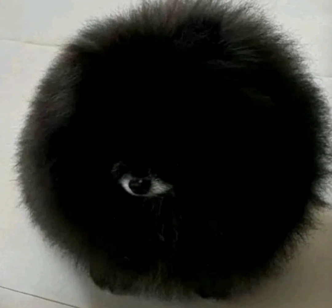 Avatar of Creepy Eye Dog