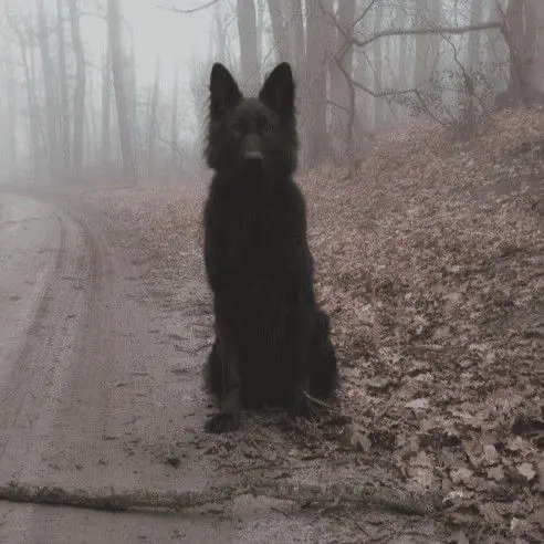 Avatar of Sirius Black