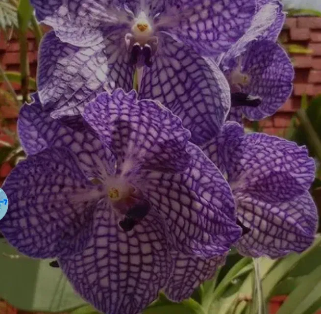 Avatar of Orchid
