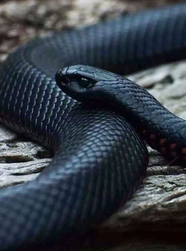 Avatar of Black Mamba