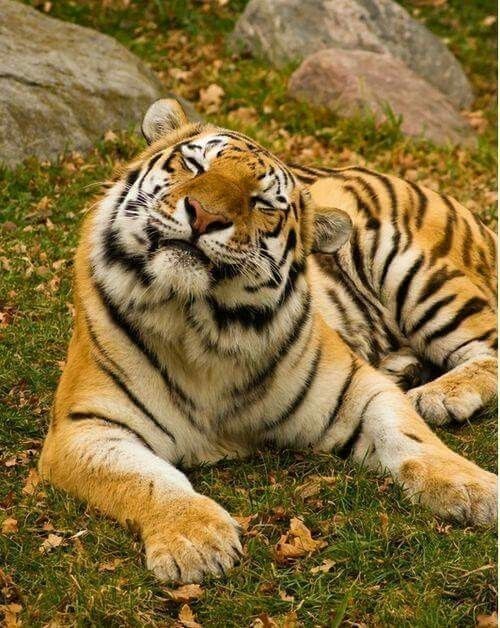 Avatar of A Siberian Tiger