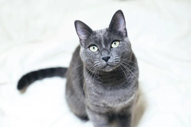 Avatar of Cat