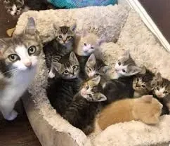 Avatar of 10 kittens and their mother 