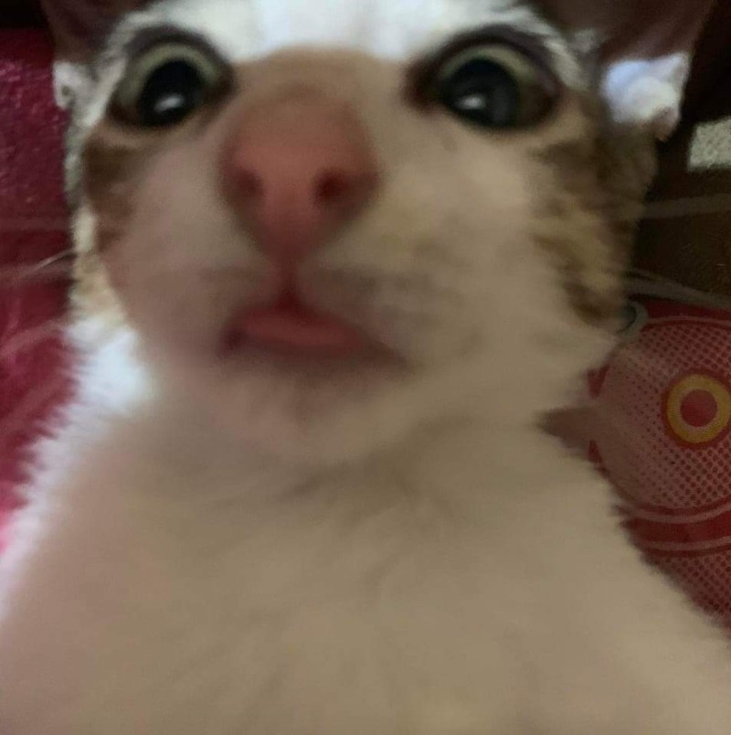 Avatar of Ur cat! ^_^