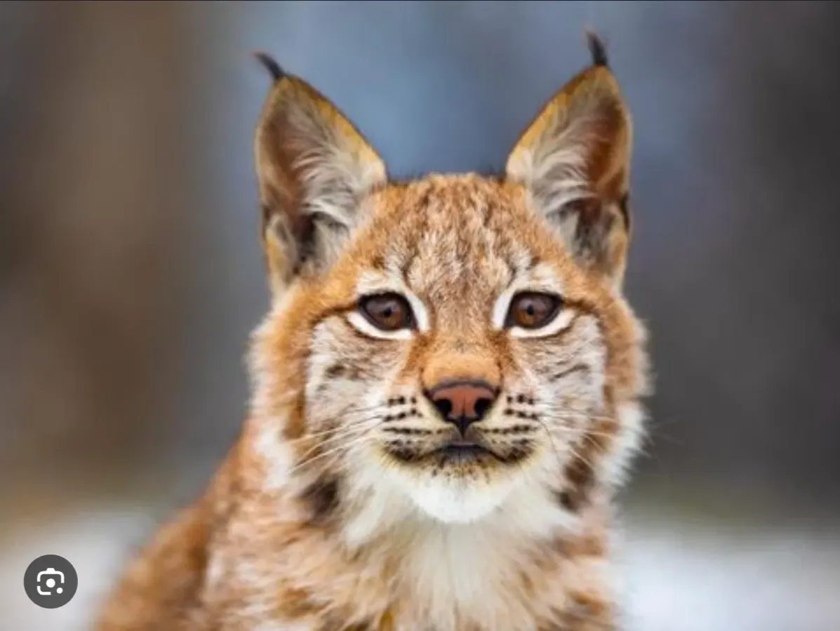 Avatar of Lynx