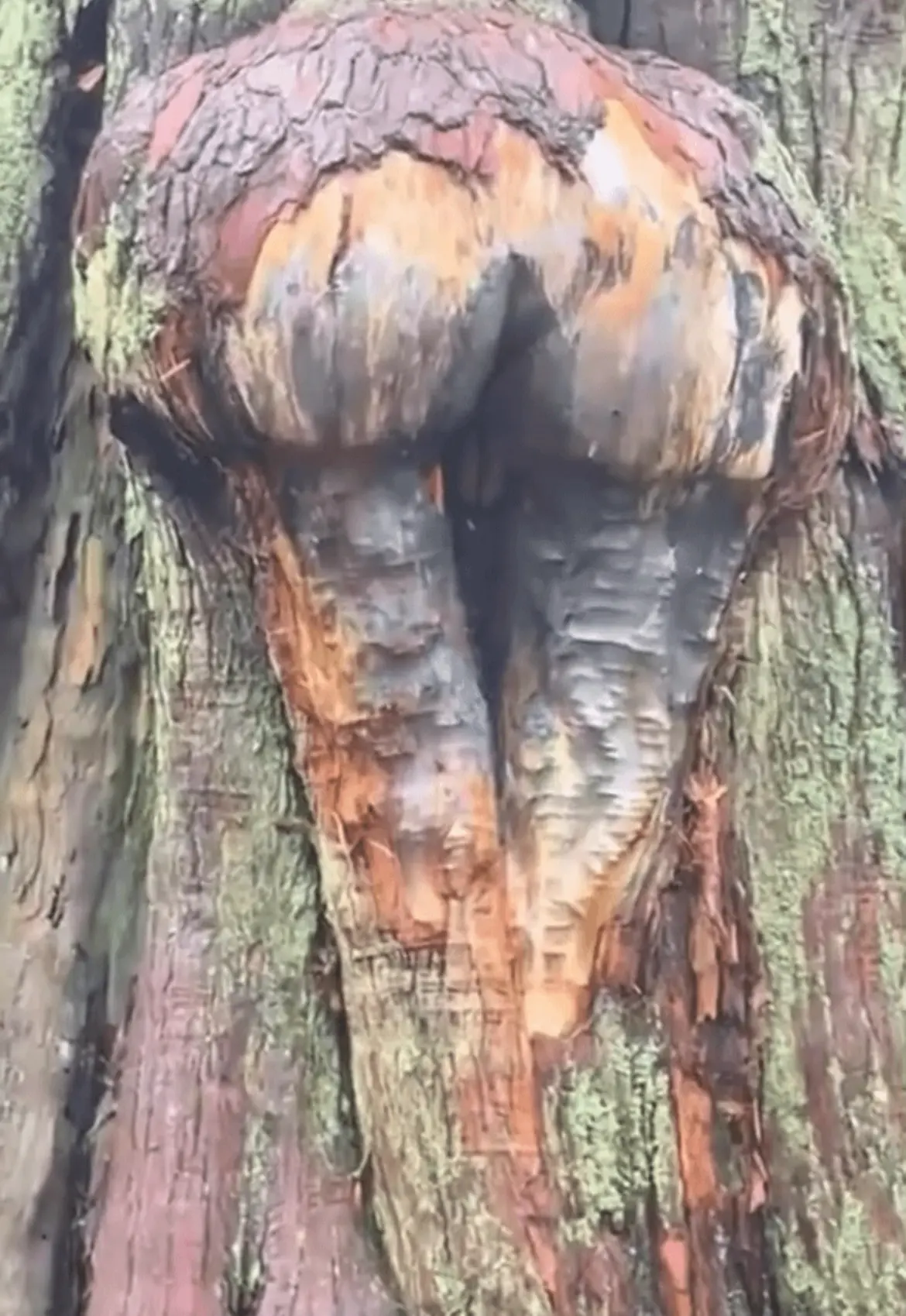 Avatar of Mother Nature