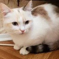 Avatar of кот техник мурка для меня