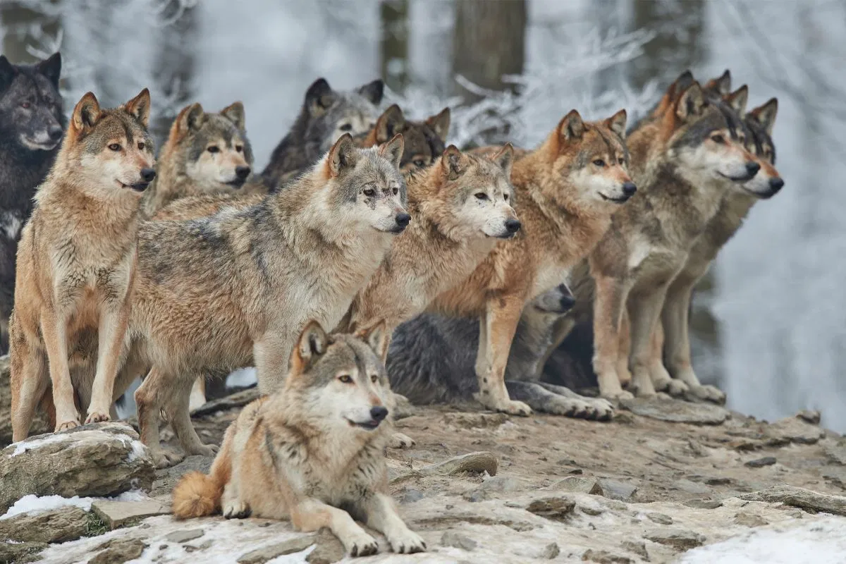 Avatar of Wolf life rpg