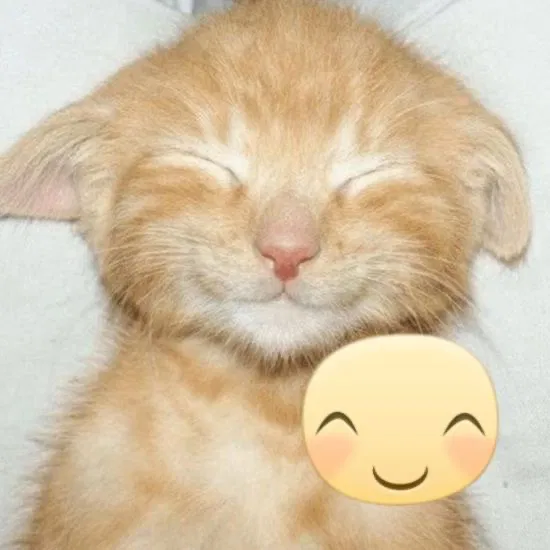 Avatar of 100 followers 😁