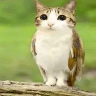 Avatar of 🐱Meowl🦉