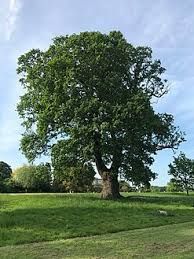 Avatar of Oak Tree