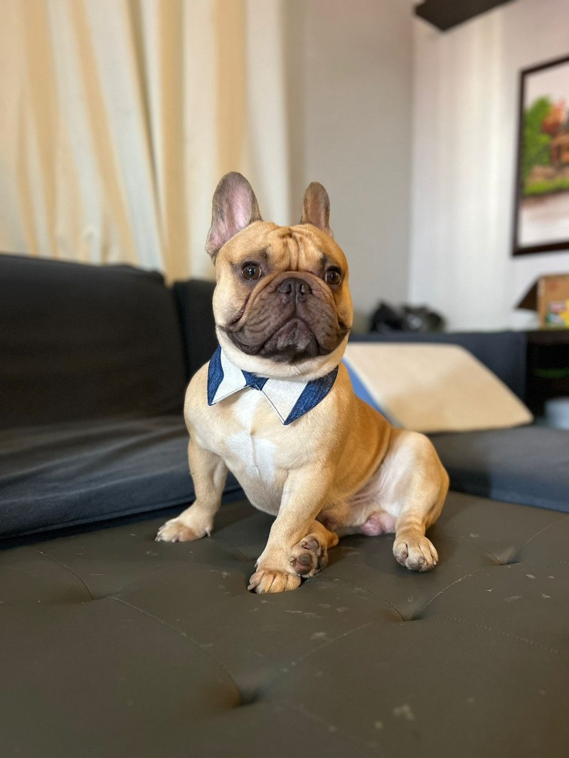 Avatar of DOOOFFY