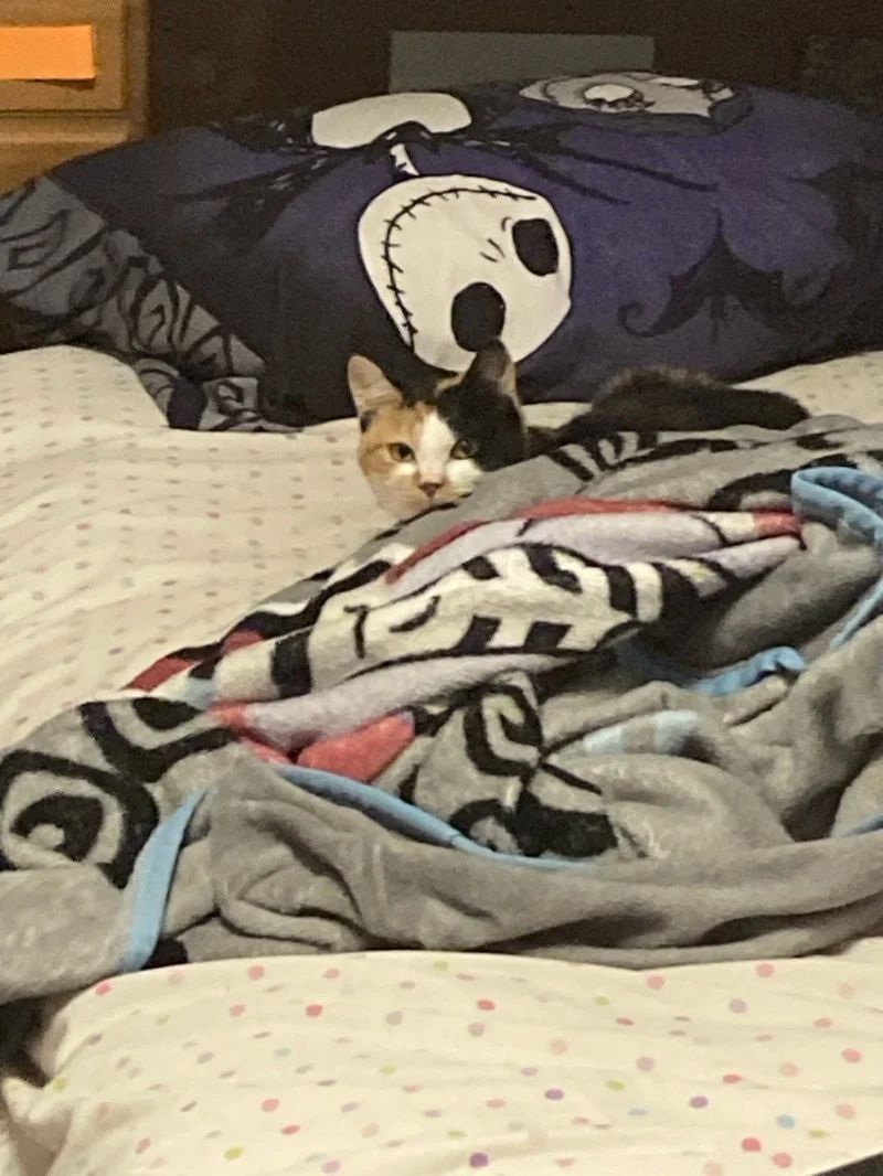 Avatar of The all-seeing cat