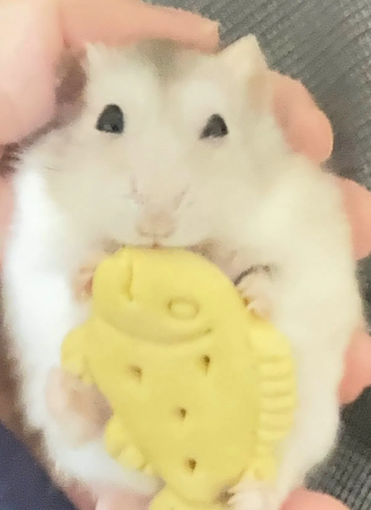Avatar of Peanut ٩( •̀ω•́ )۶