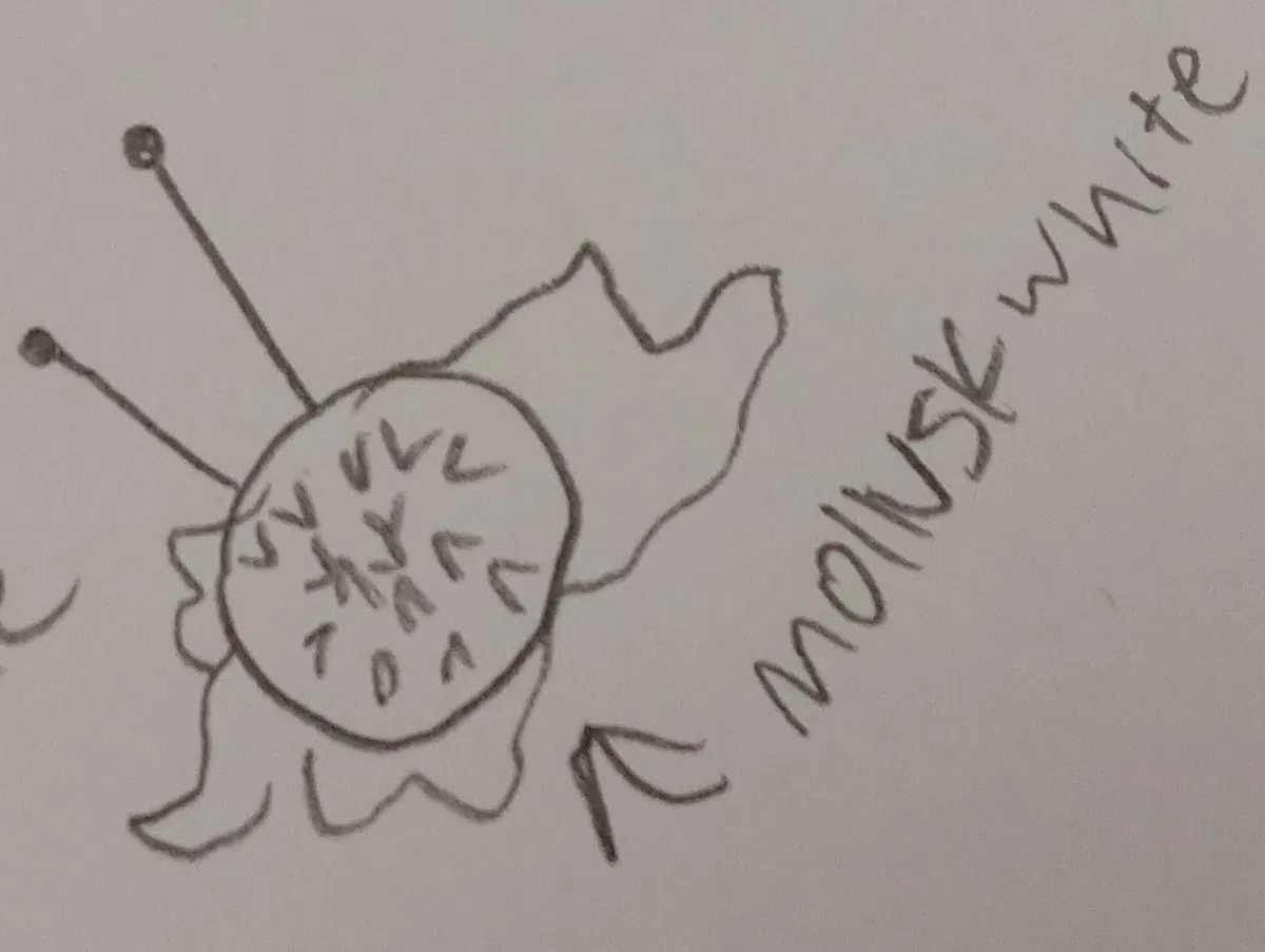 Avatar of Mollusk-White