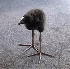Avatar of Pukeko meme (I think)