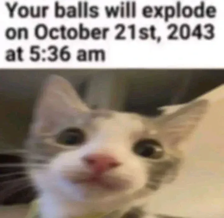 Avatar of cat that will explode your balls