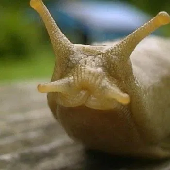 Avatar of  durian slug king