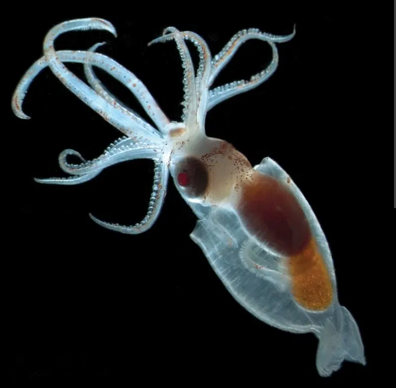 Avatar of Literal squid
