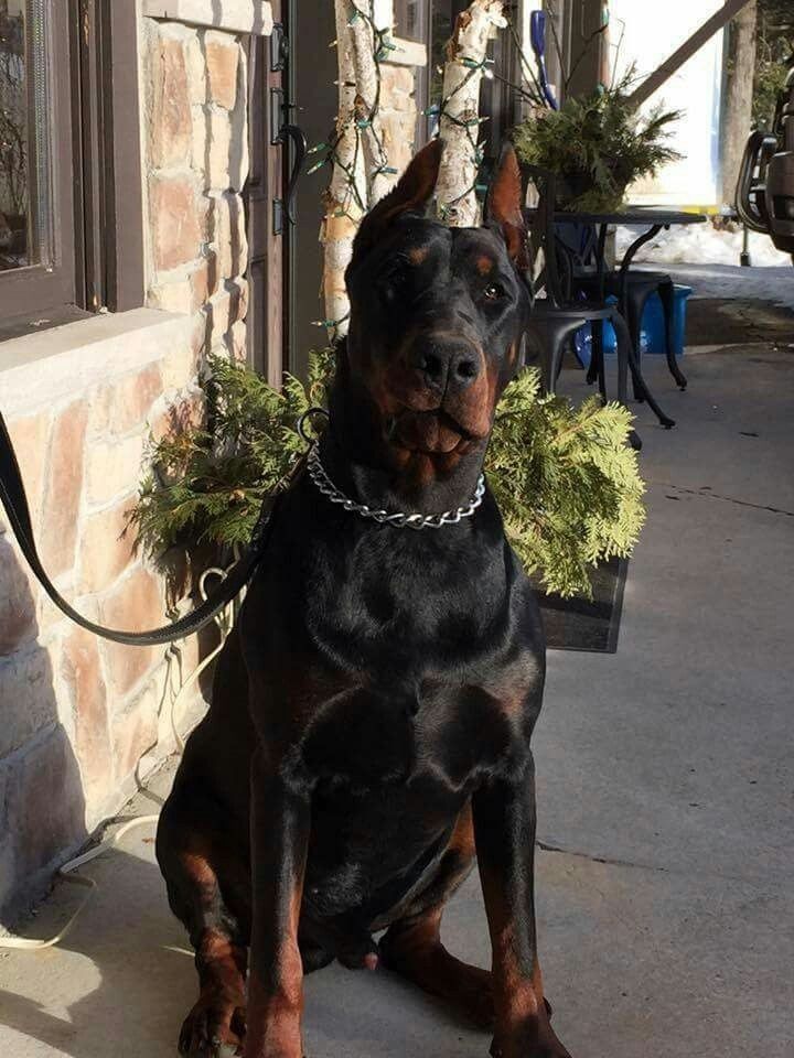 Avatar of Doberman Pinscher | Your loyal dog