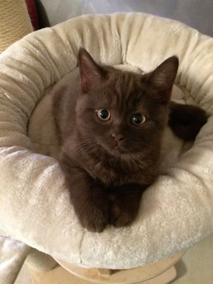 Avatar of Zoey