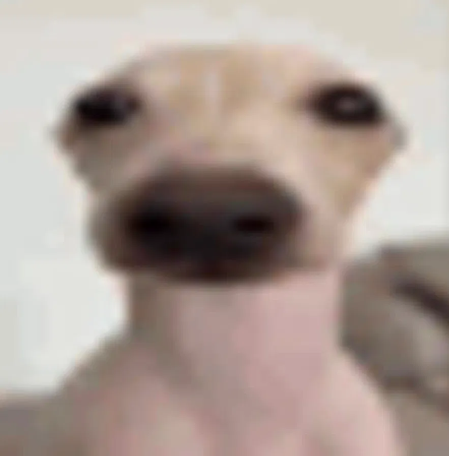 Avatar of a DOG with no EARS, he's BALD