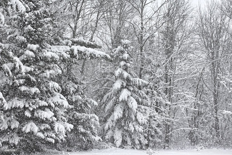Avatar of Endless Winter