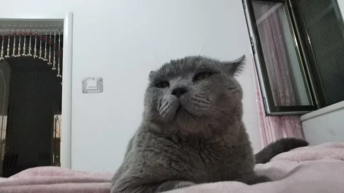 Avatar of A friend's kitten.