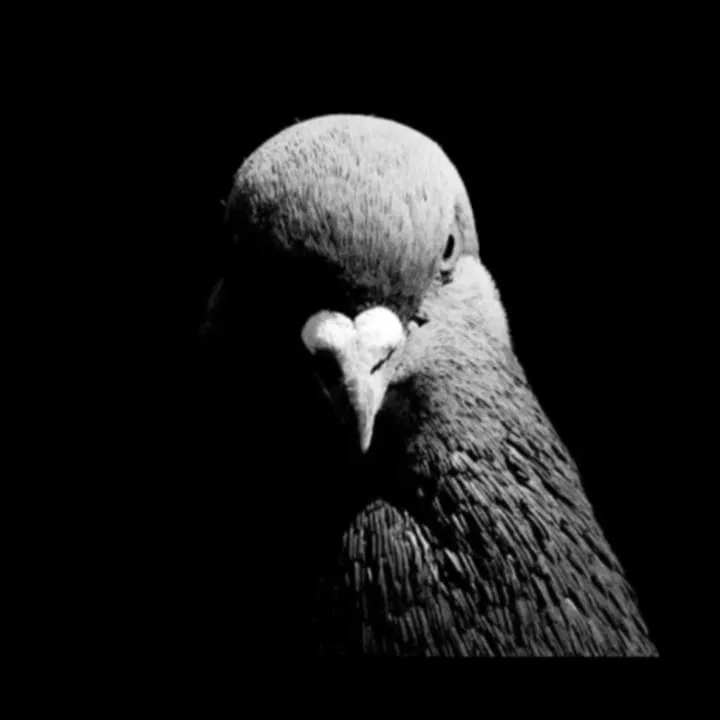 Avatar of Fuckthemoderation