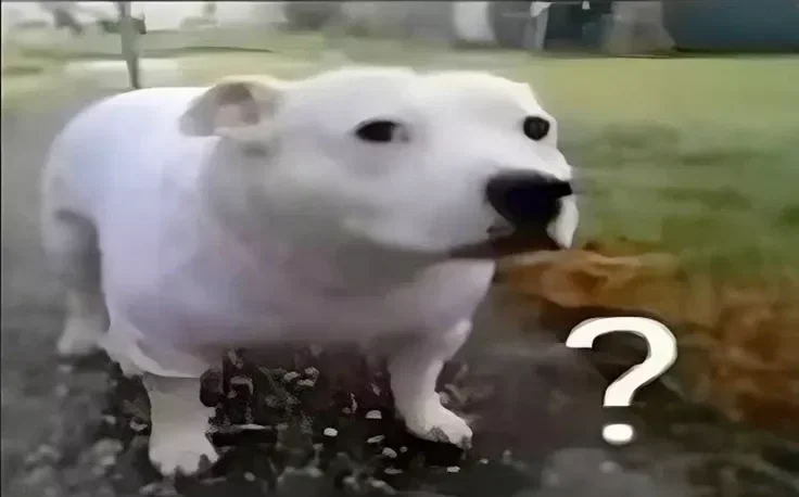 Avatar of I have a question...