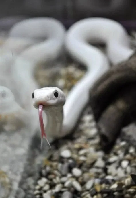 Avatar of The White Snake