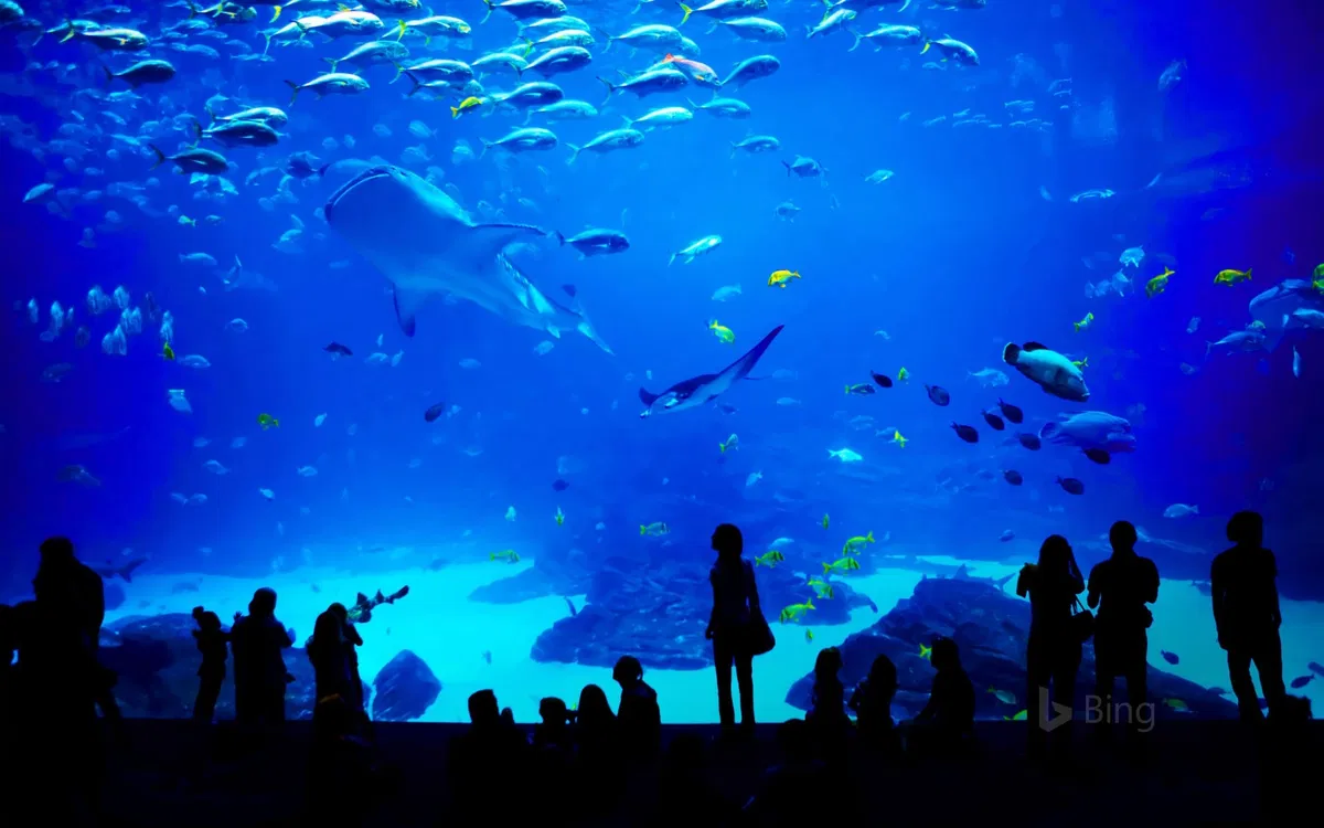 Avatar of ☆⋆~| Zonch Aquarium |~⋆☆