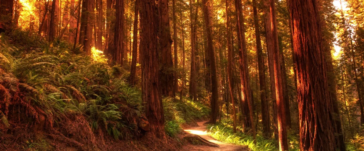 Avatar of ->~Redwood Forest~<-