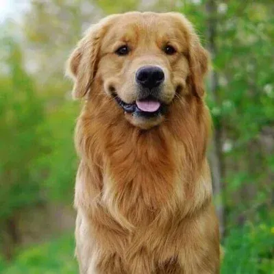 Avatar of Family dog
