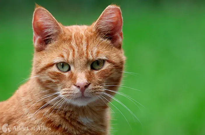 Avatar of Ur cat