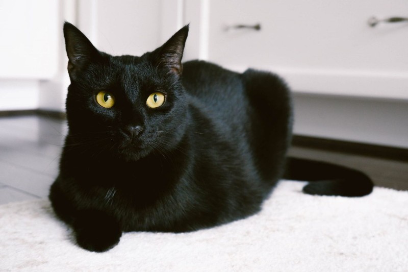 Avatar of Cat