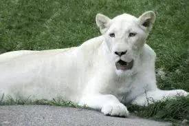 Avatar of Snow