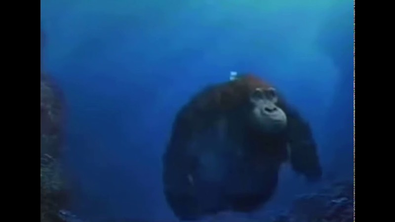 Avatar of Monkey