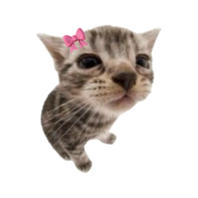 Avatar of just kitty😼