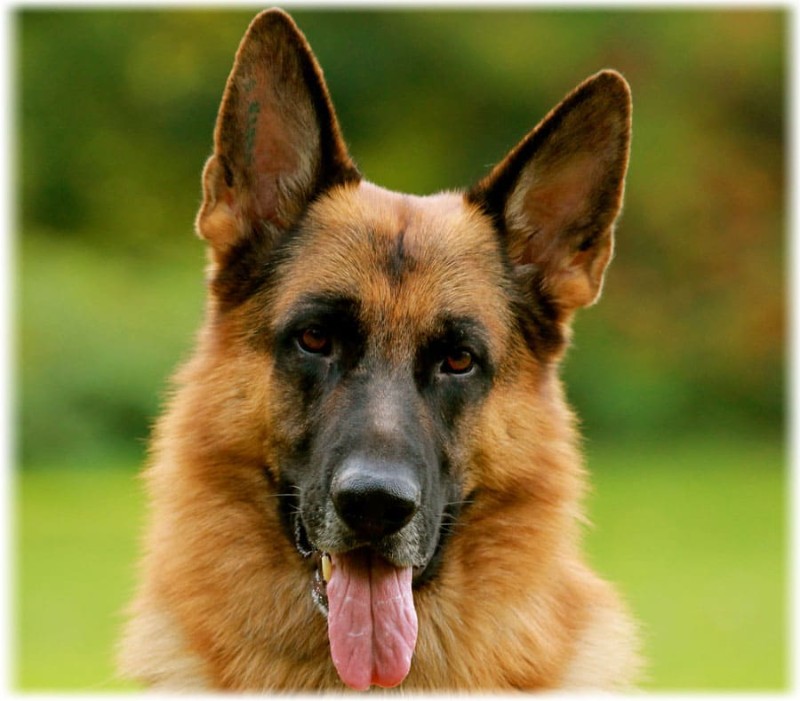 Avatar of German Shepherd