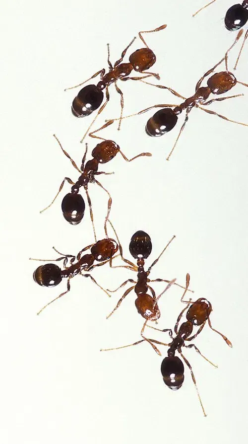 Avatar of Ant Colony That Worships you.