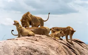 Avatar of you're the king of lions